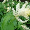 Smilacina racemosa